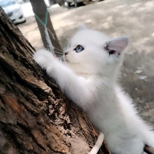 郡主小萌