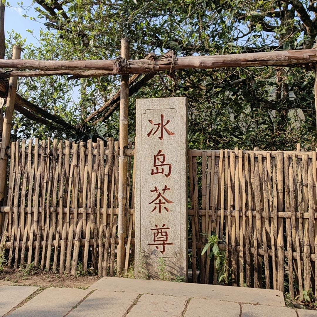 冰岛老寨16号茶尊