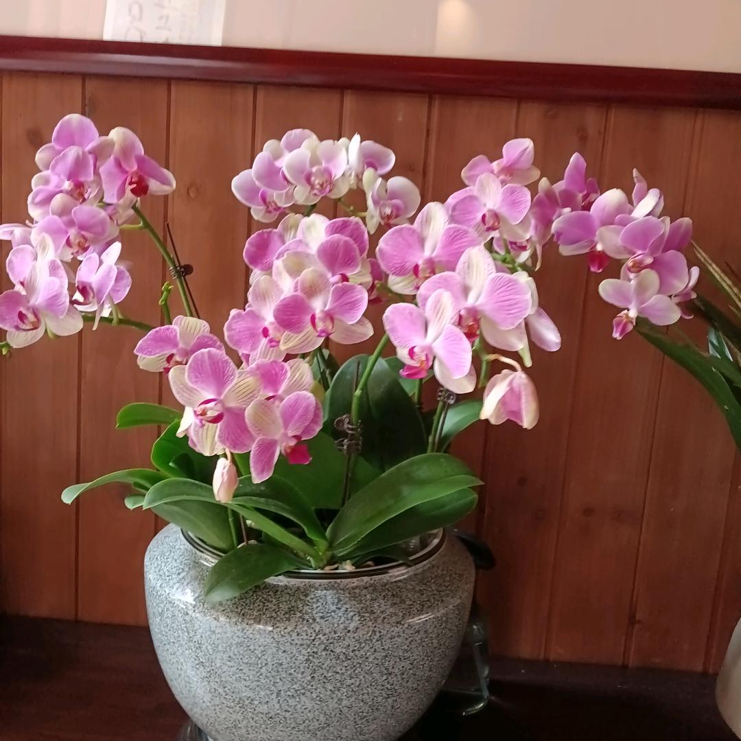 亮哥