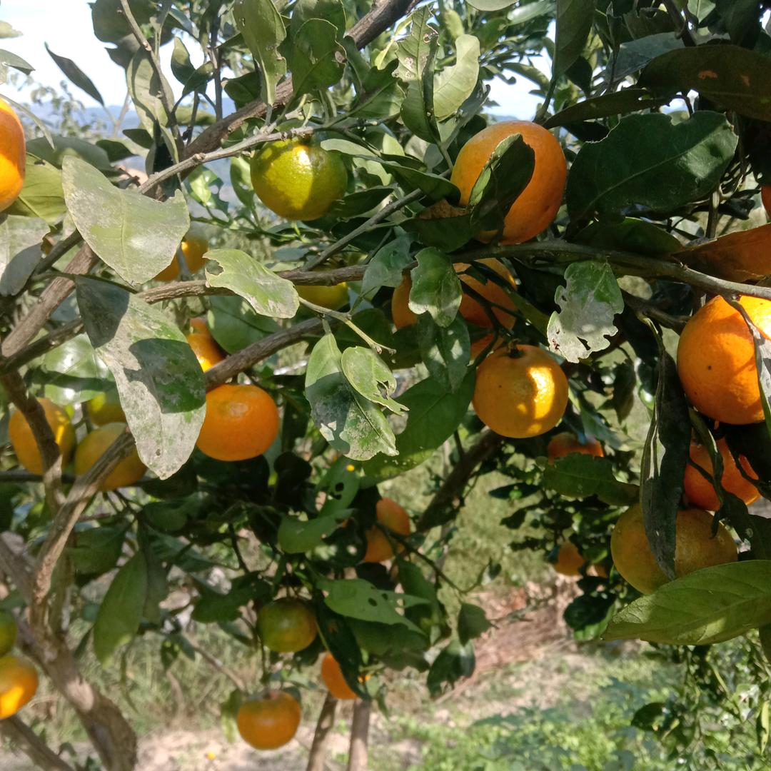 心想事成，万事如意