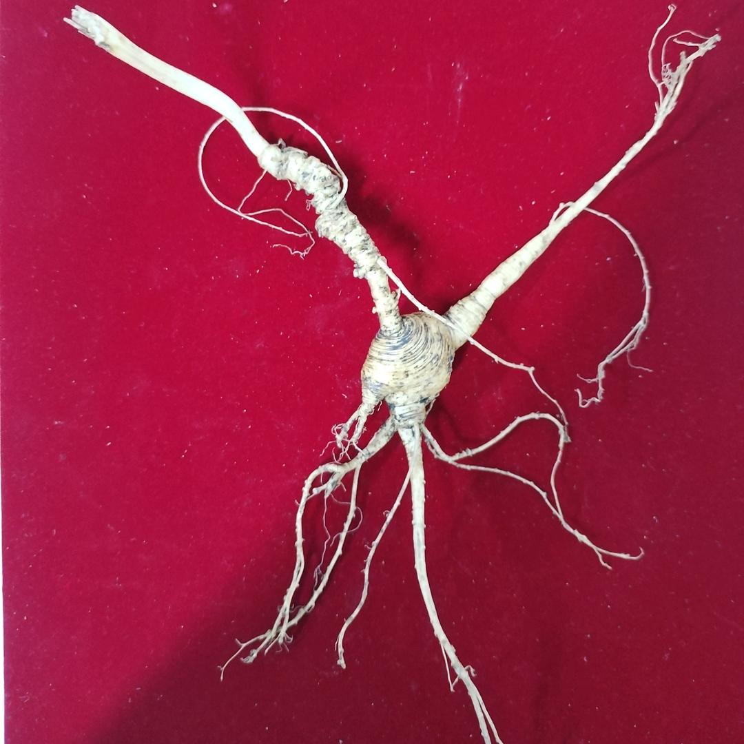 参农燕姐林下参1