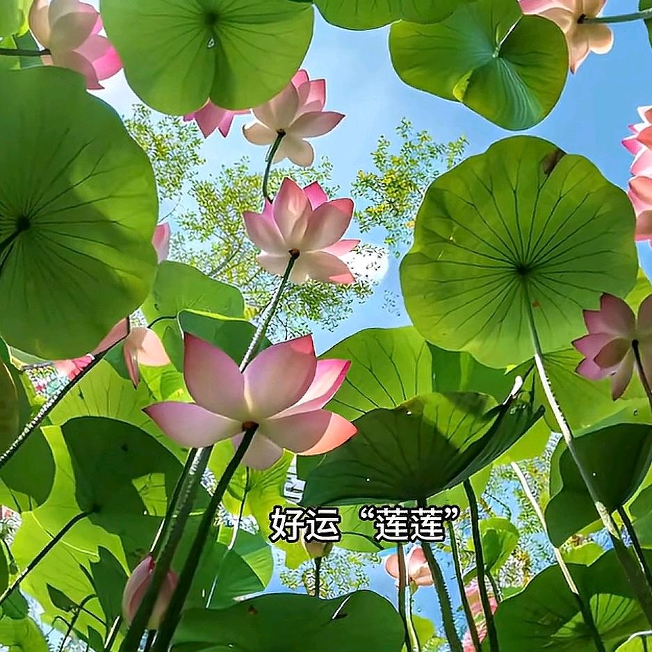 馨蔧
