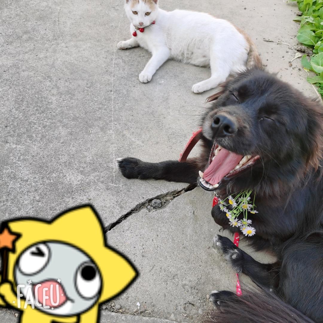 一只懒猫🐱