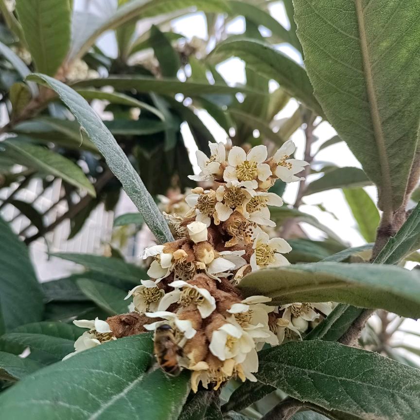 大漠苍鹰