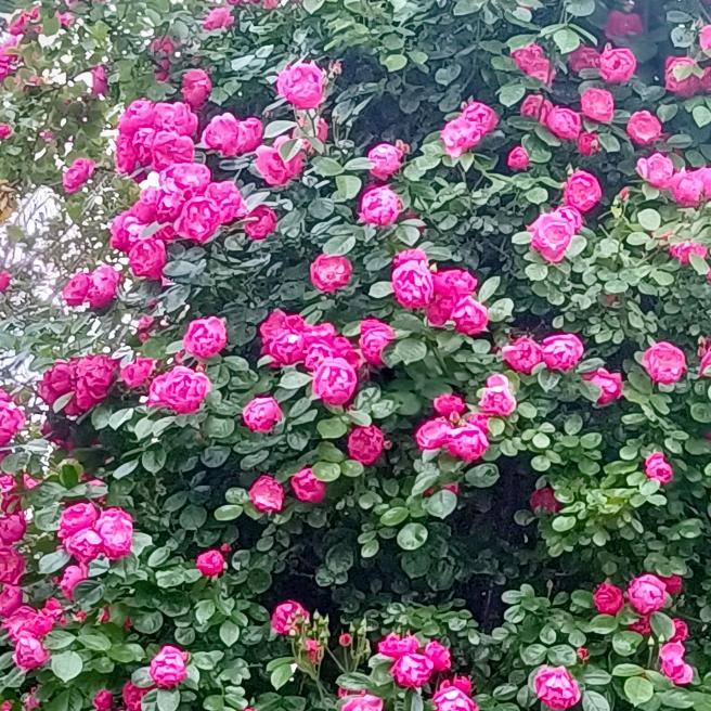 小小彤✨🌈🦋