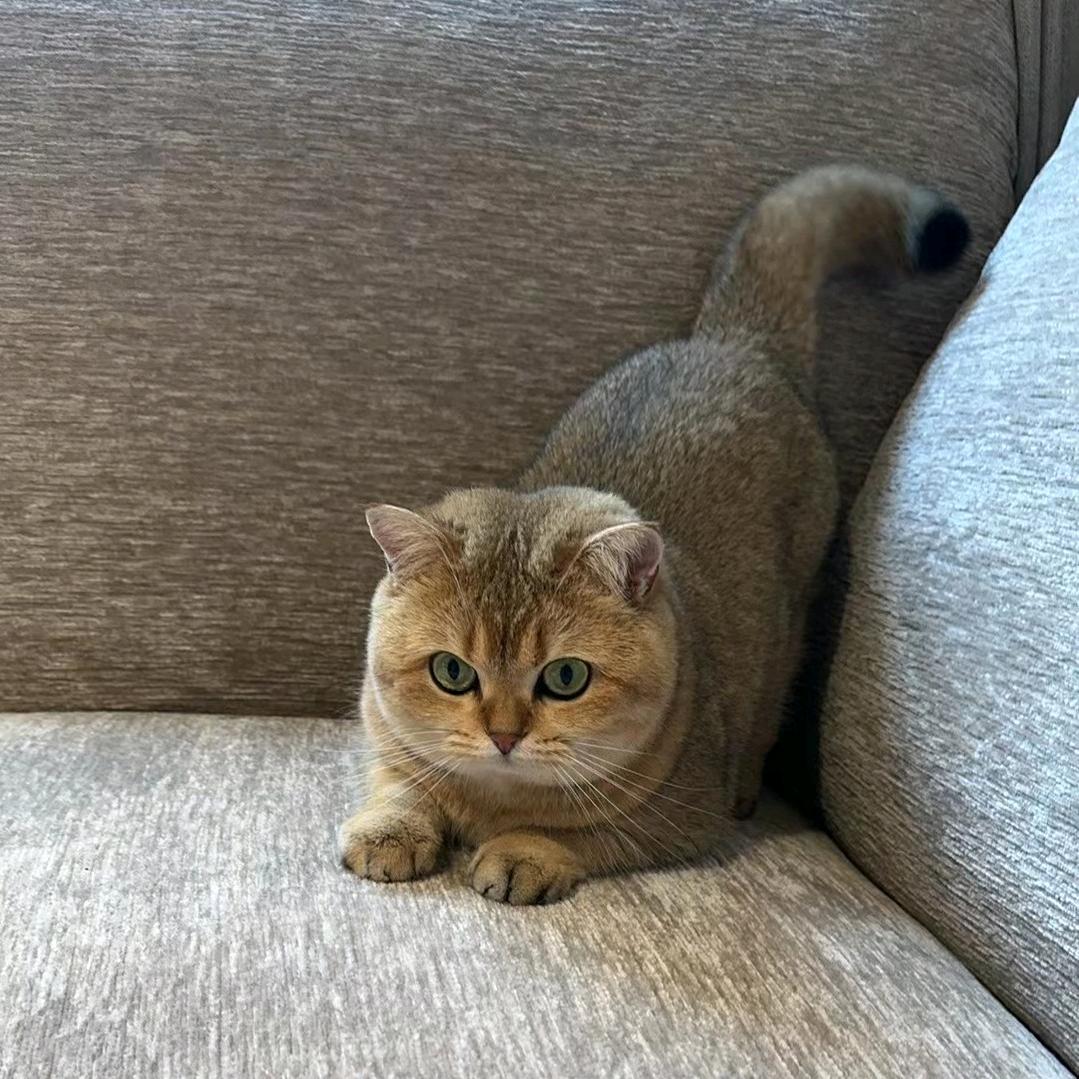 二叔