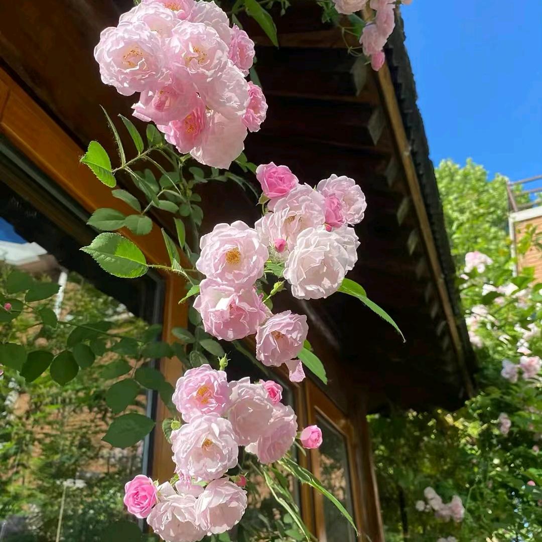 永远的泪