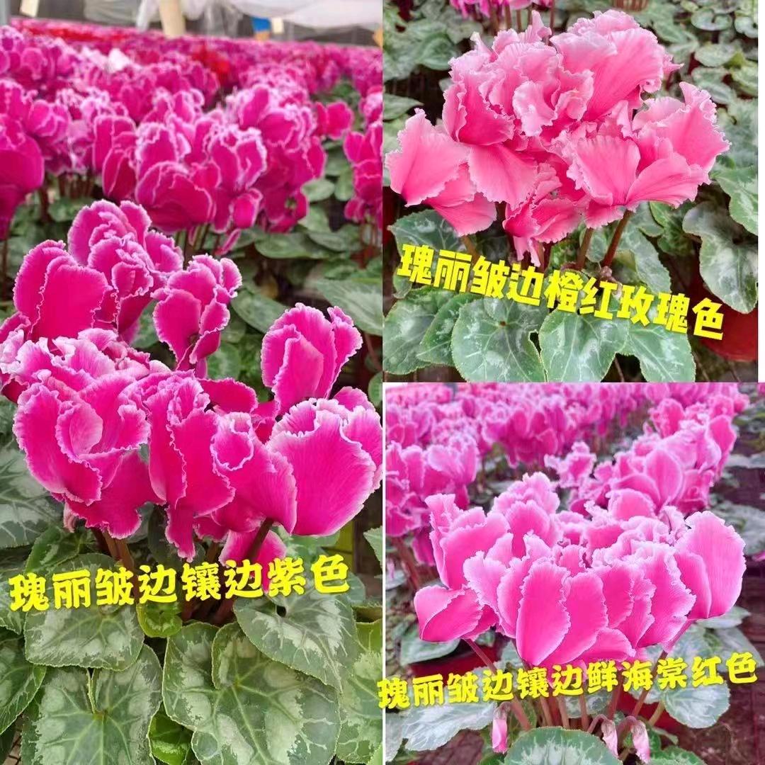 快乐人