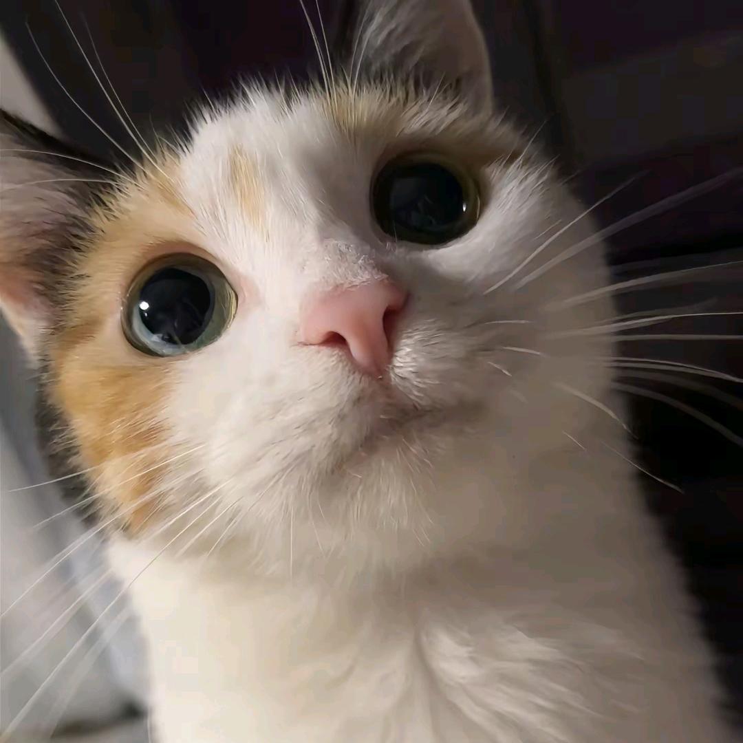 熊熊🦝