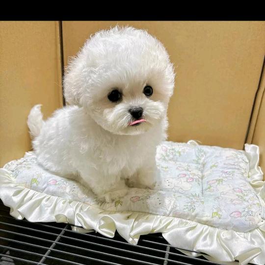 老毒物
