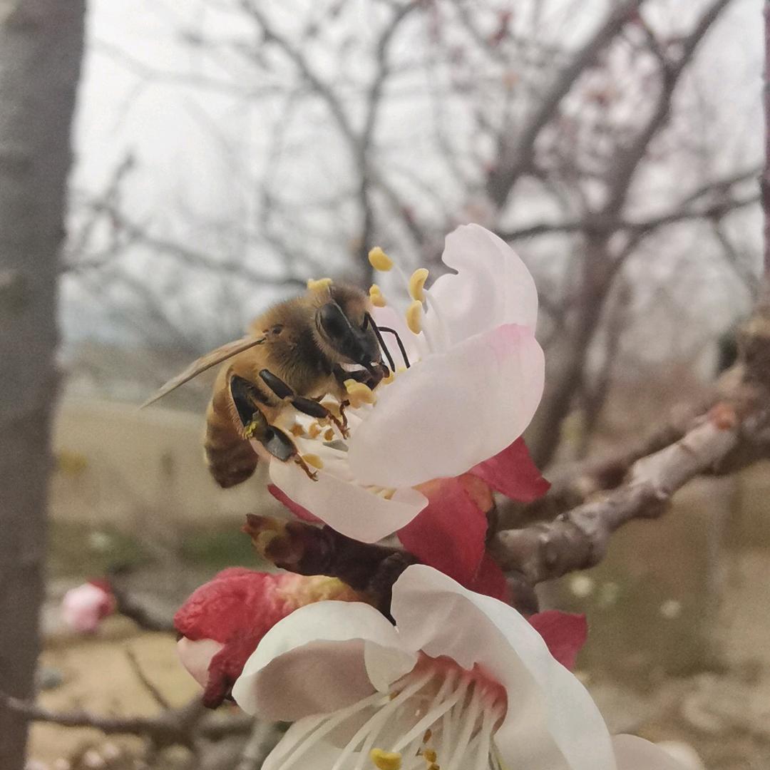 奕萱