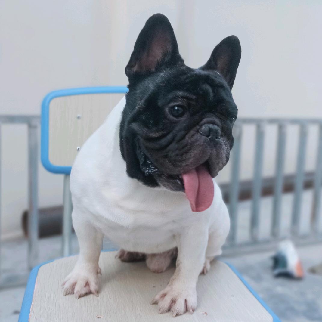 蜀蓉犬舍