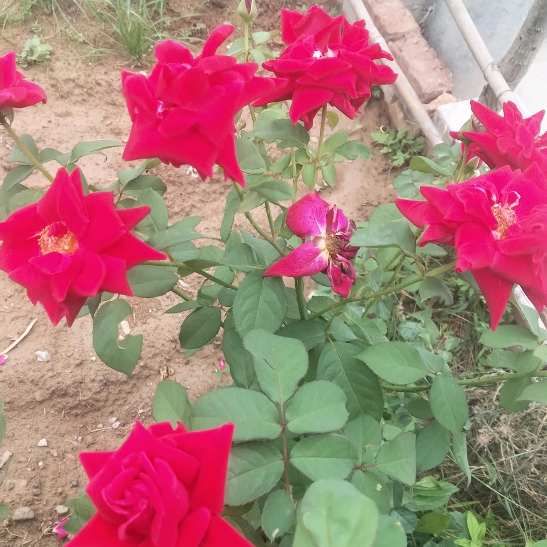 花香不在多