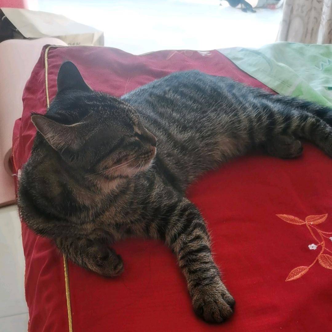 我是  好运来
