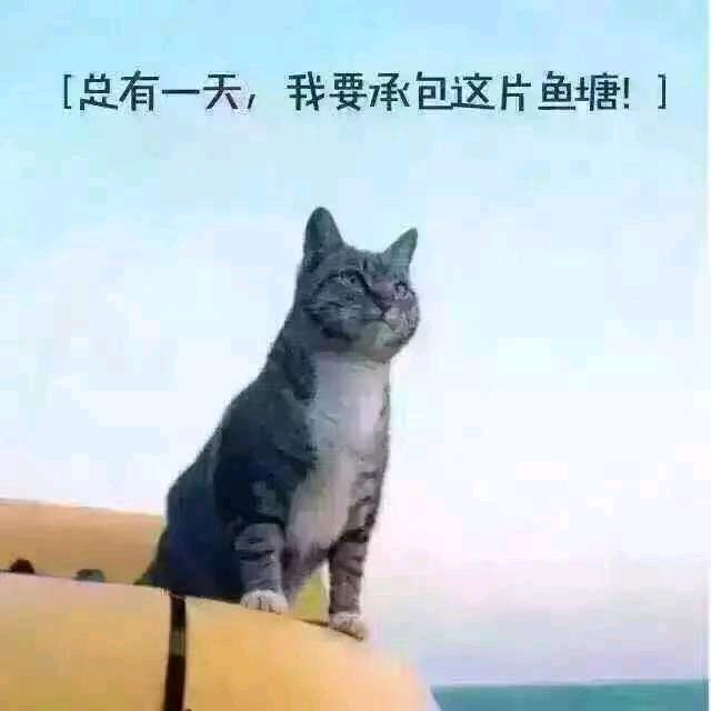 涛v