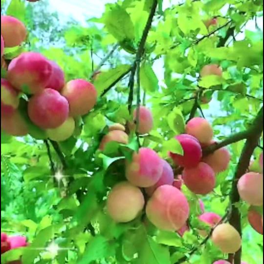 从此为爱停留！😭。🌹☔️
