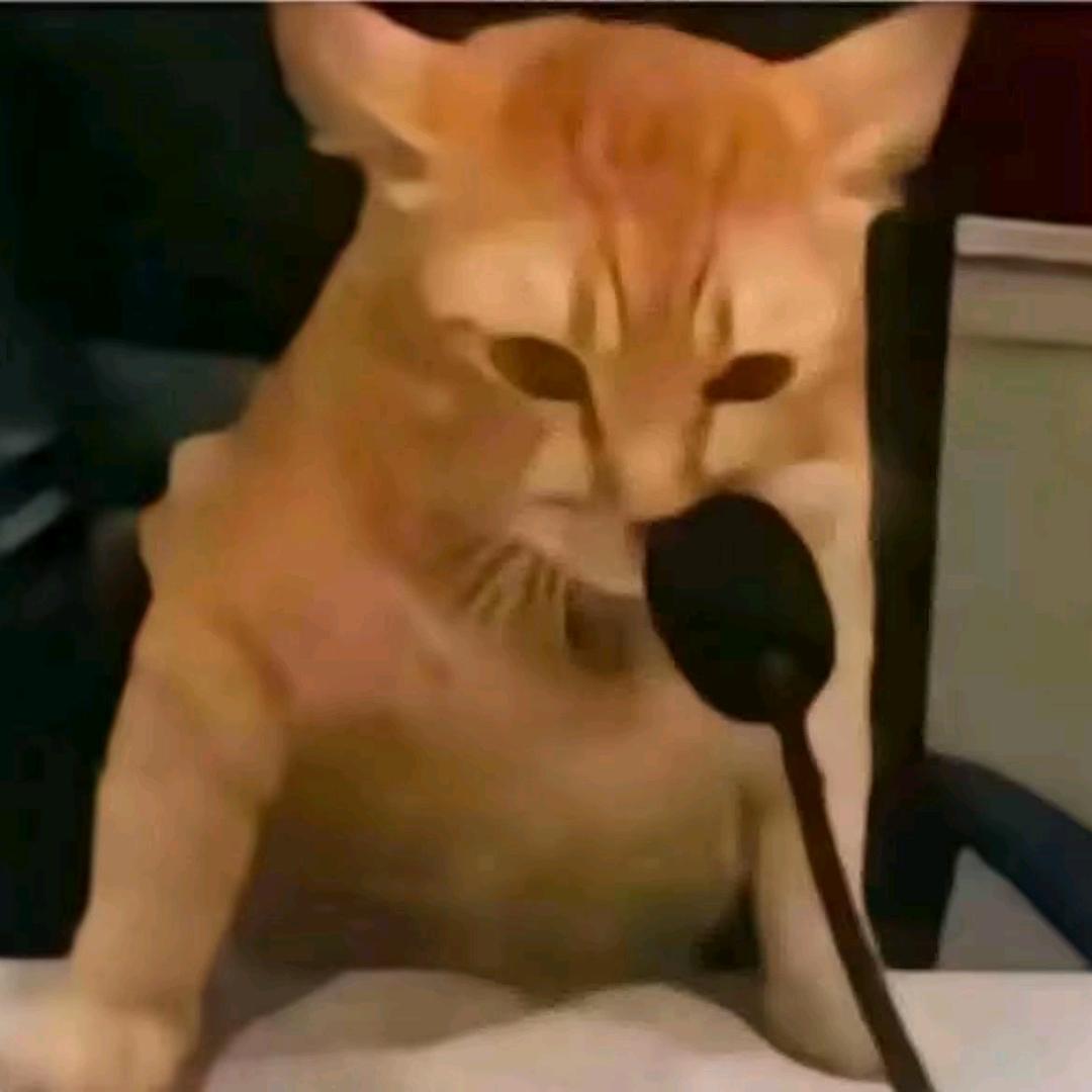 不会唱歌的小猫
