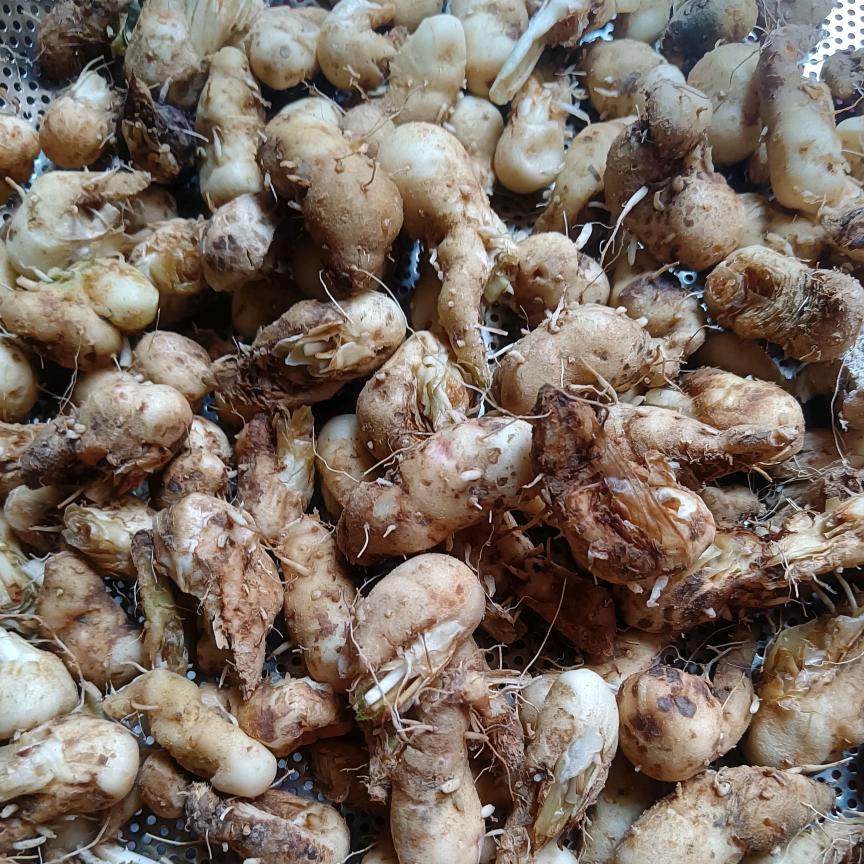 识别野草八千