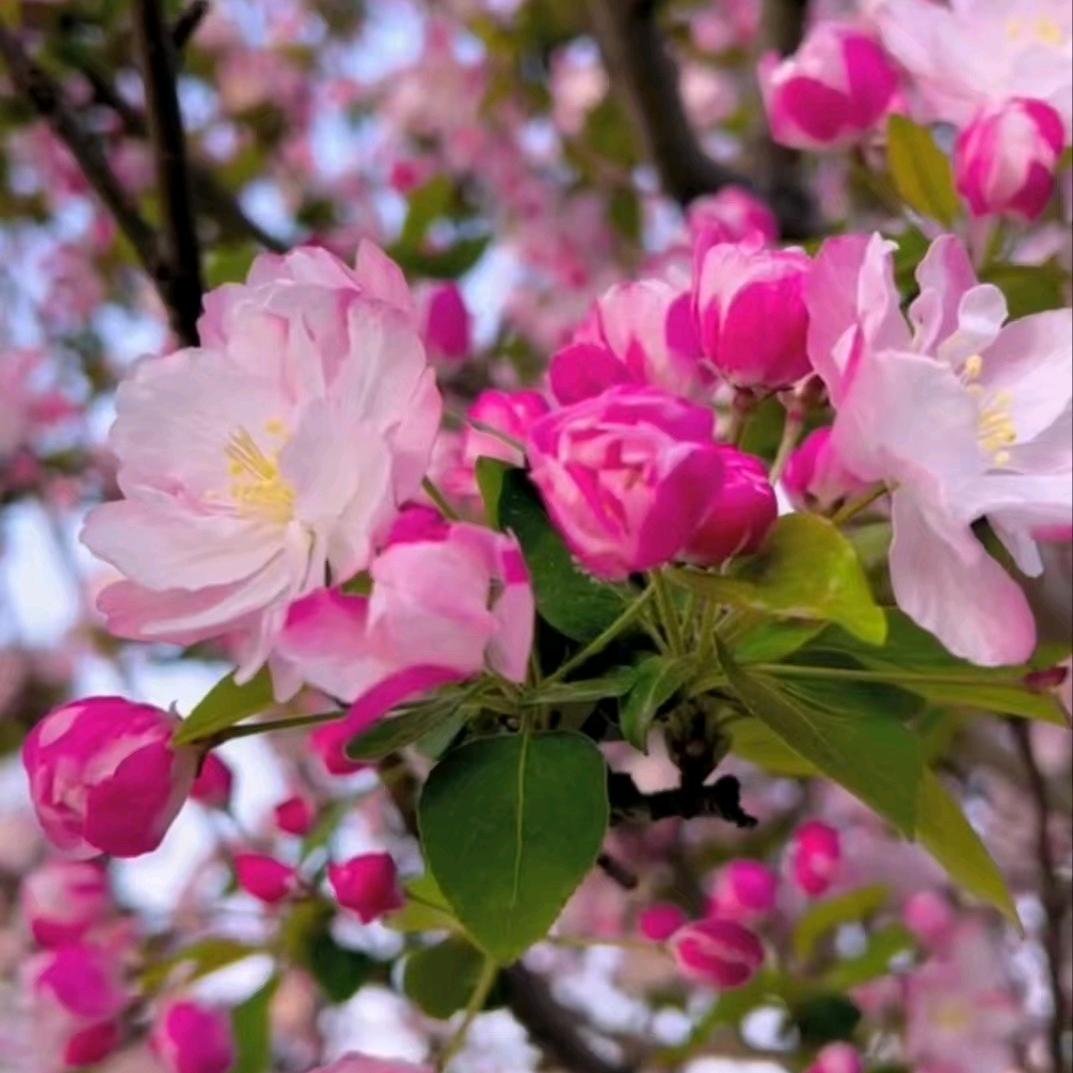 诺耘苗木园艺专卖店