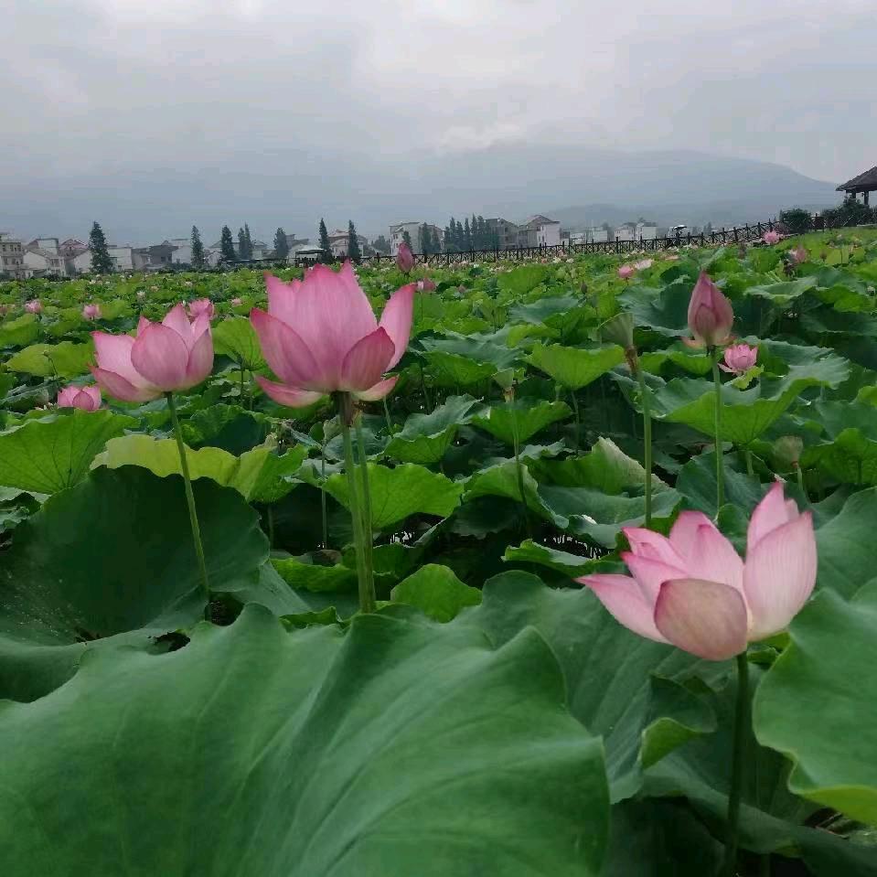 希望每个人都平安快乐