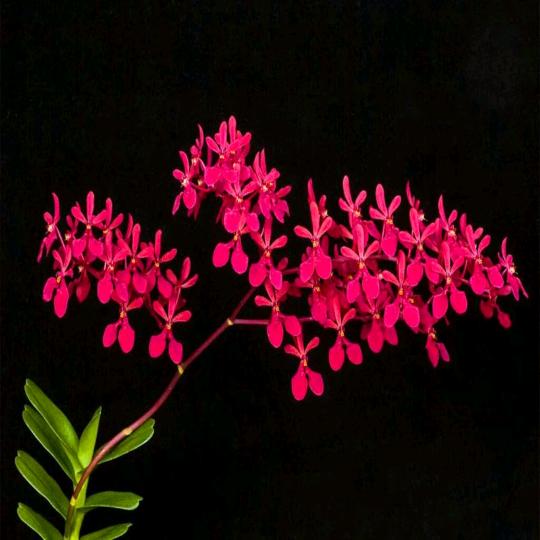 小凯花卉