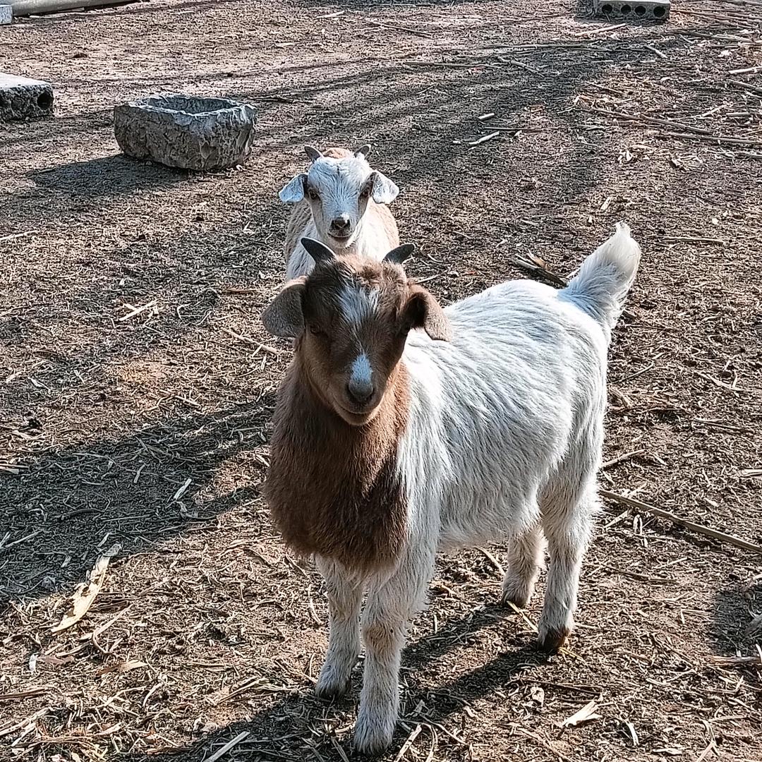 小羊羔(✧∇✧)