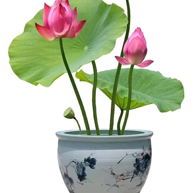 老表