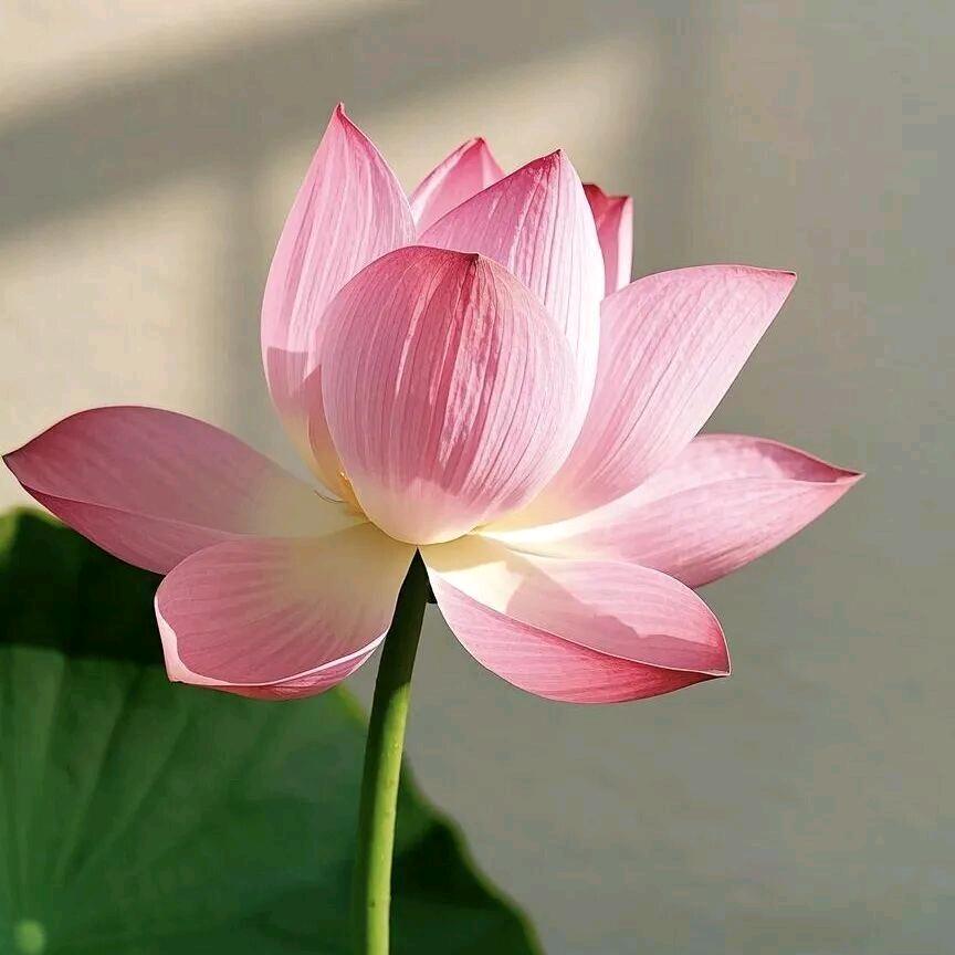富贵花开