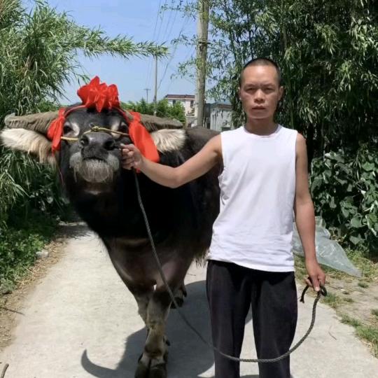 大黑牛.✨