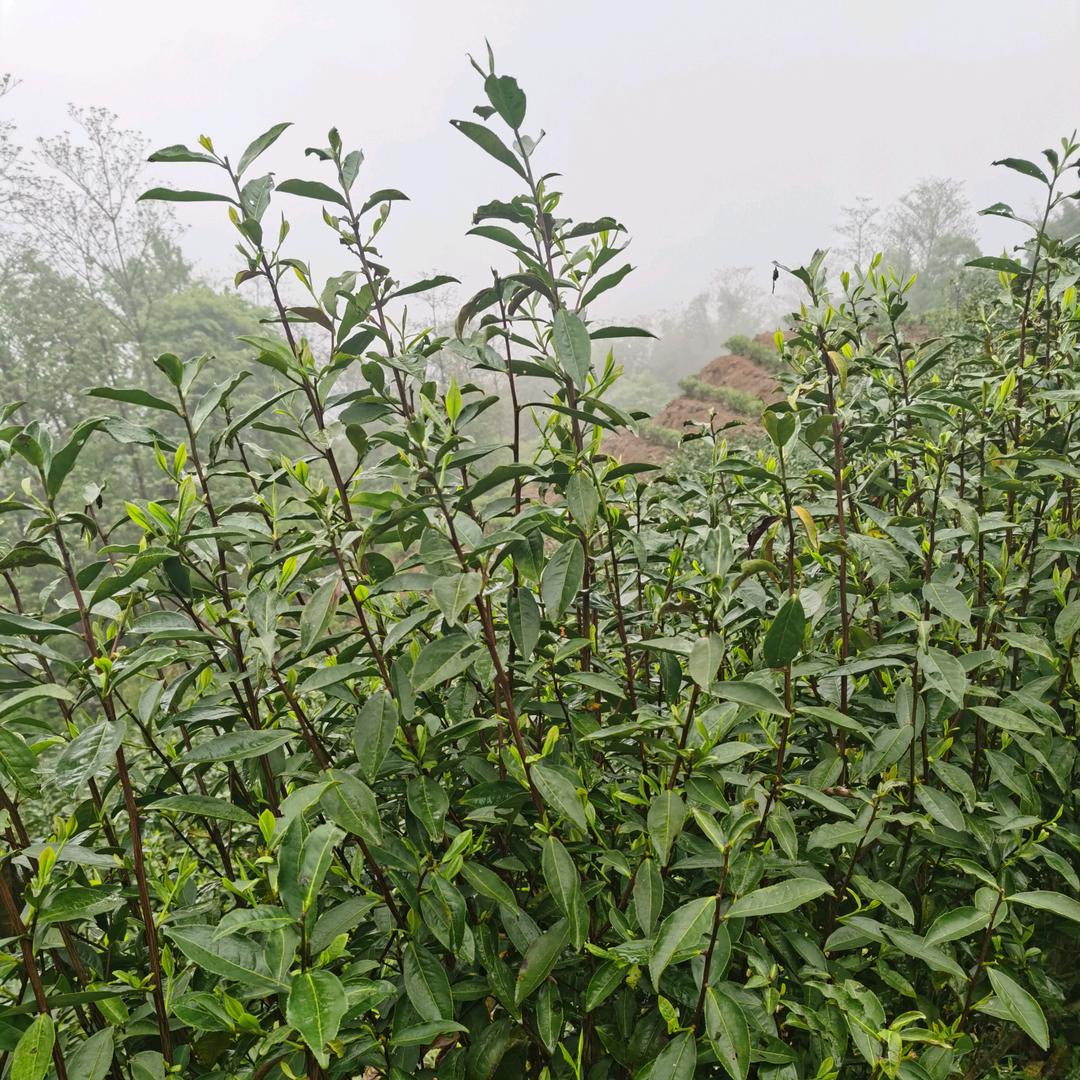 修身堂茶业