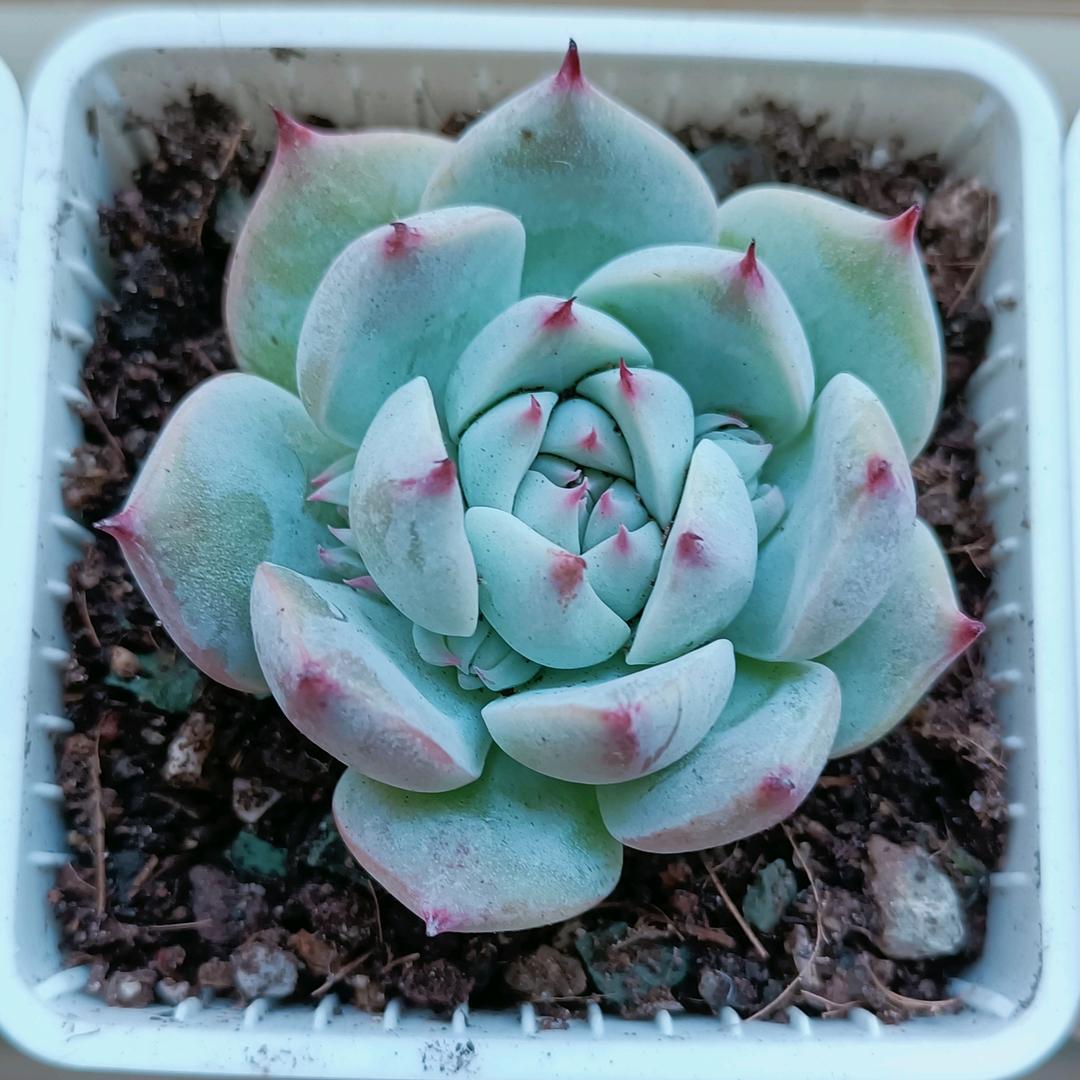 冰琰婉竹