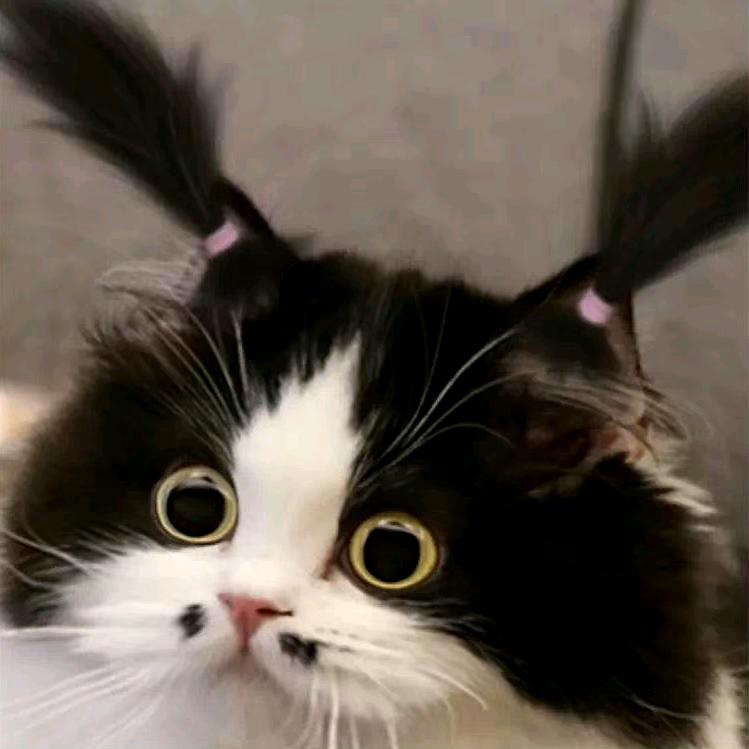 知好