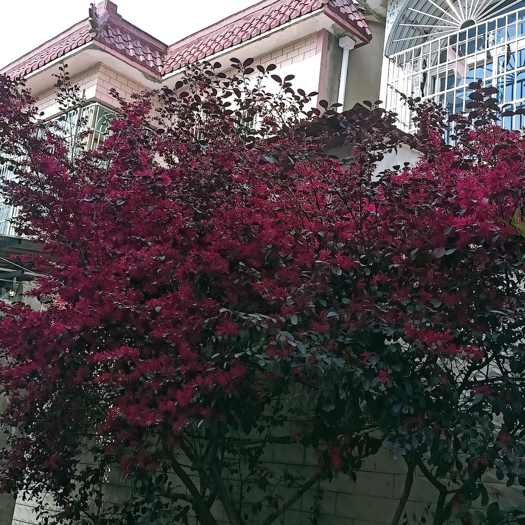 👑凭栏听雨