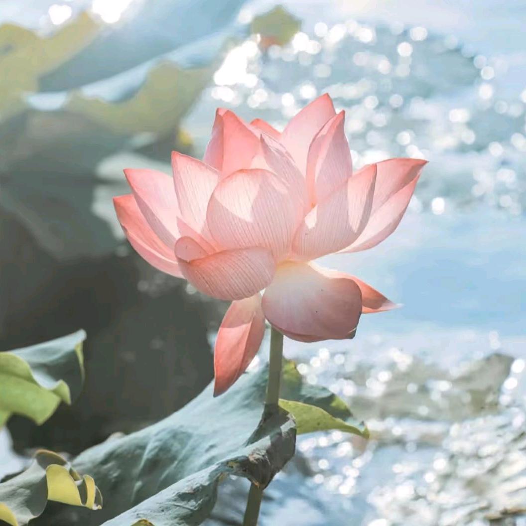 愿一生平安
