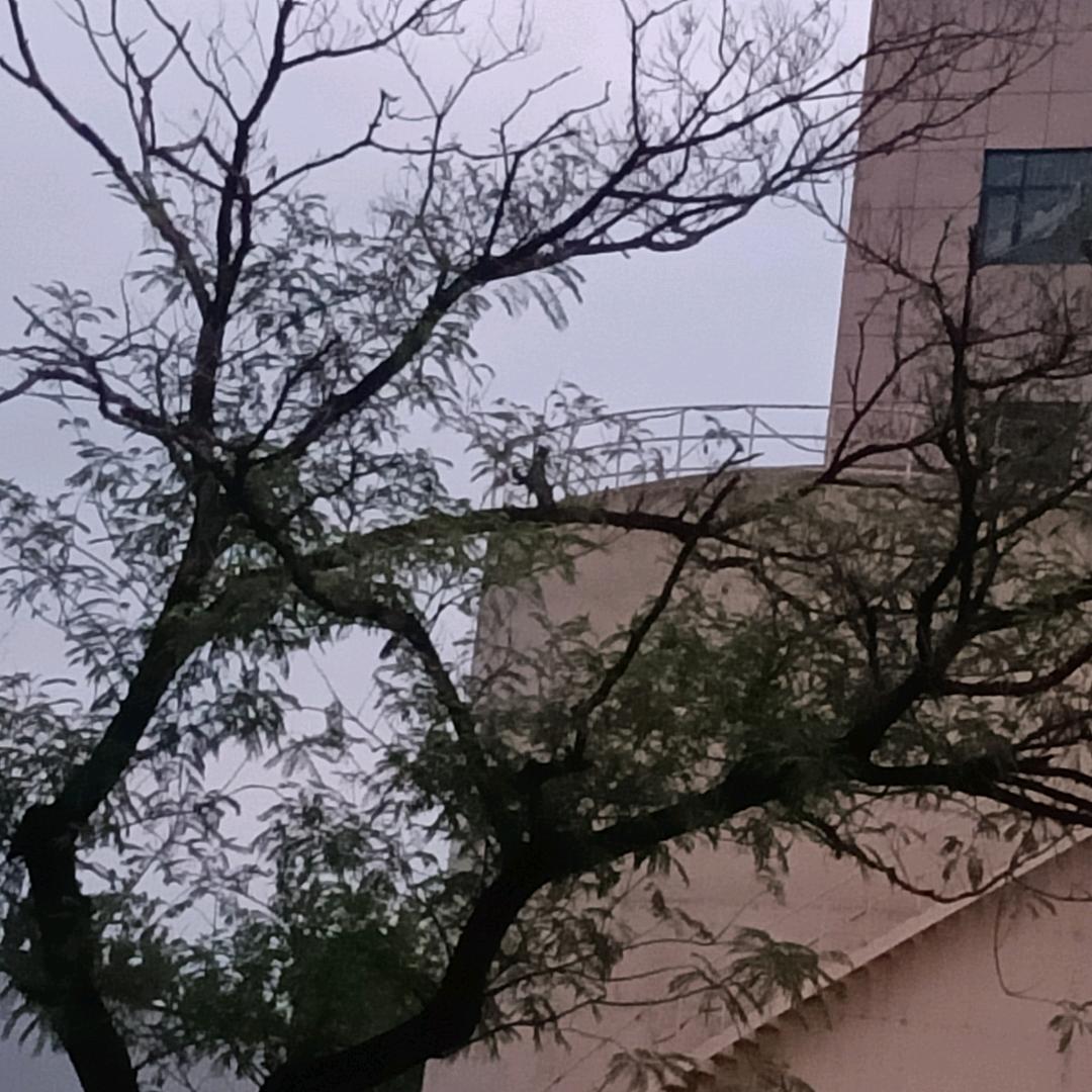 不疯不颠不是我