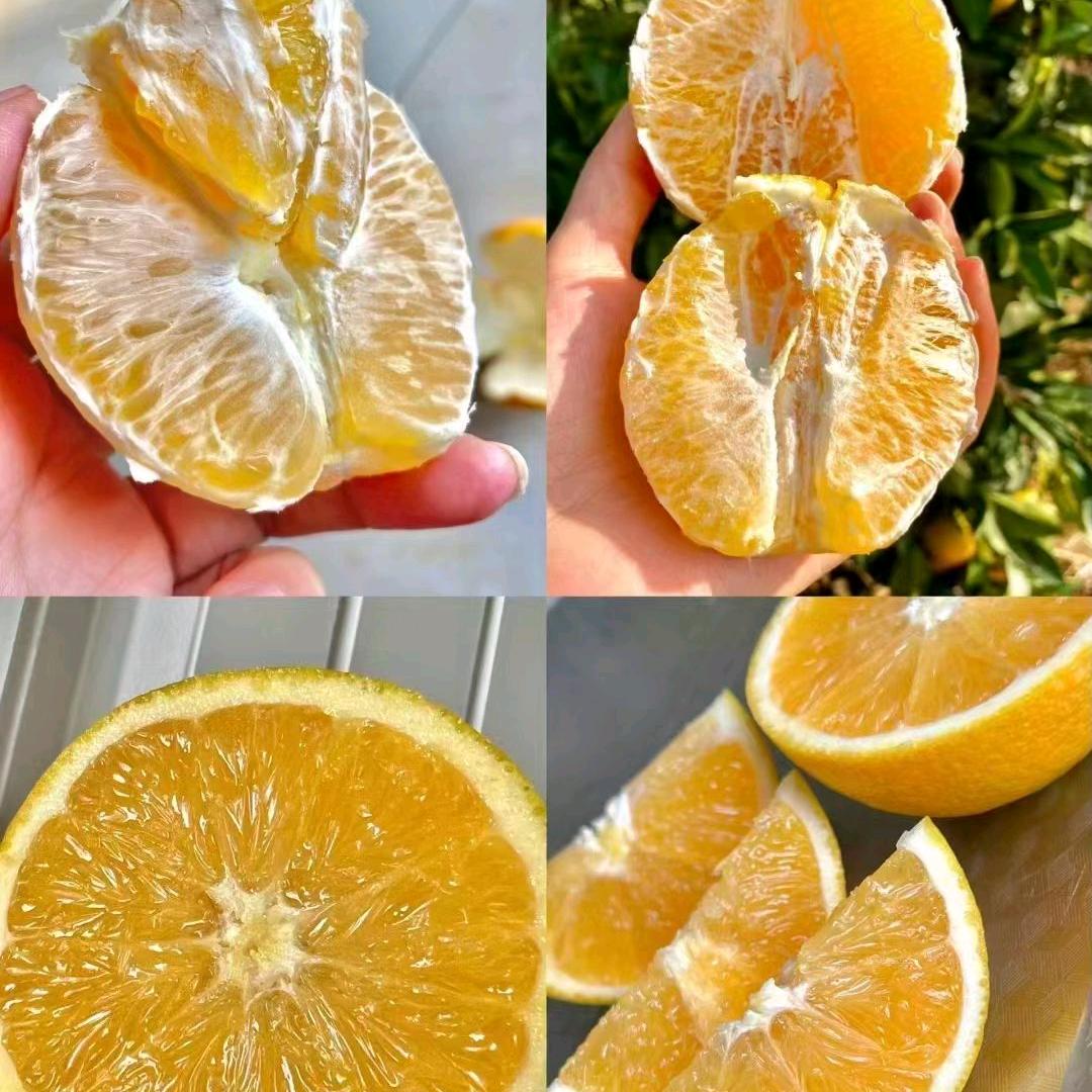 赣南脐橙看小周