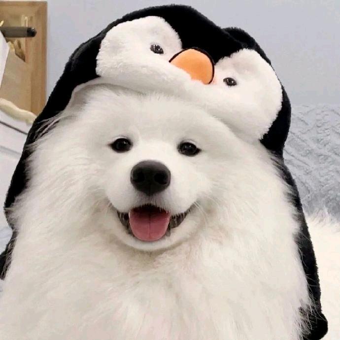 万物拼图