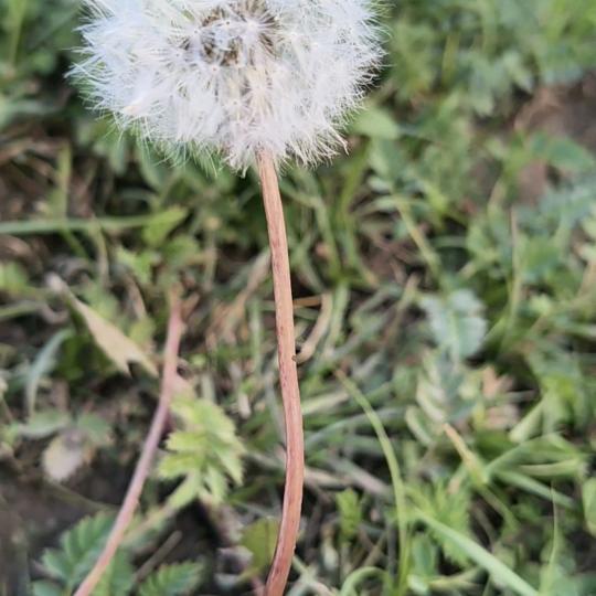 蒲公英