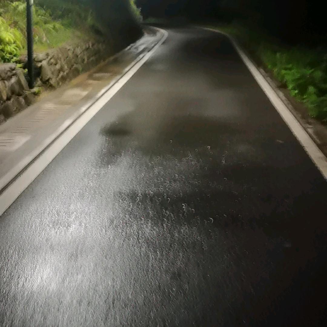 蛋仔鹄安