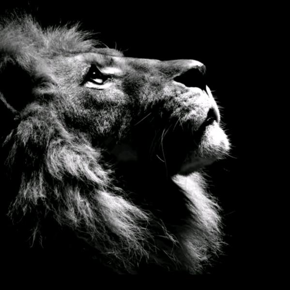 🦁青决婉约🦁