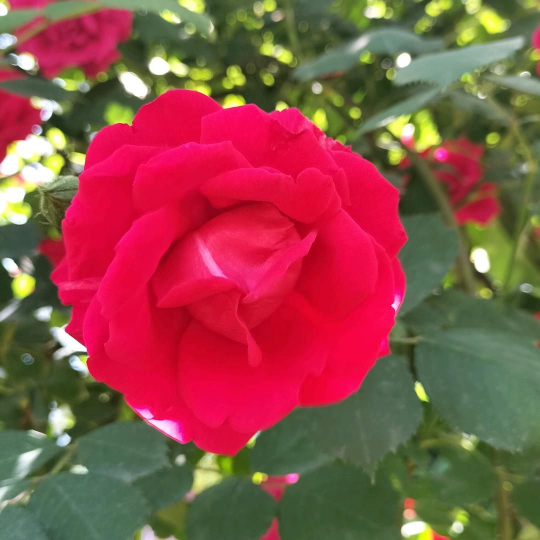 忘忧草