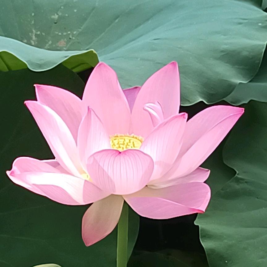 zhang