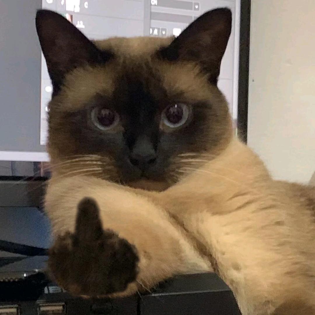 潜水的意大利猫