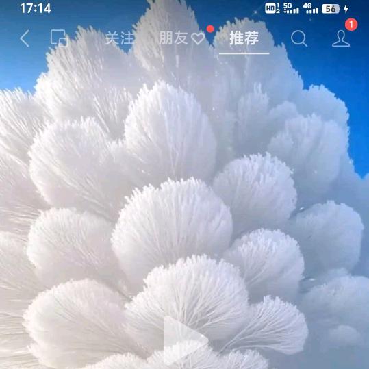 金哥