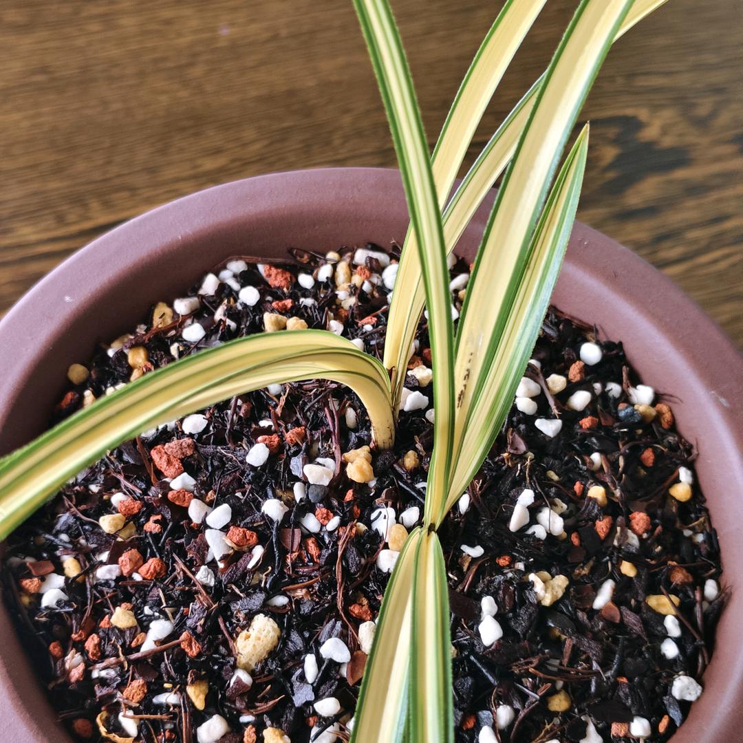 💞梓豪吉祥💞《兰馨居》