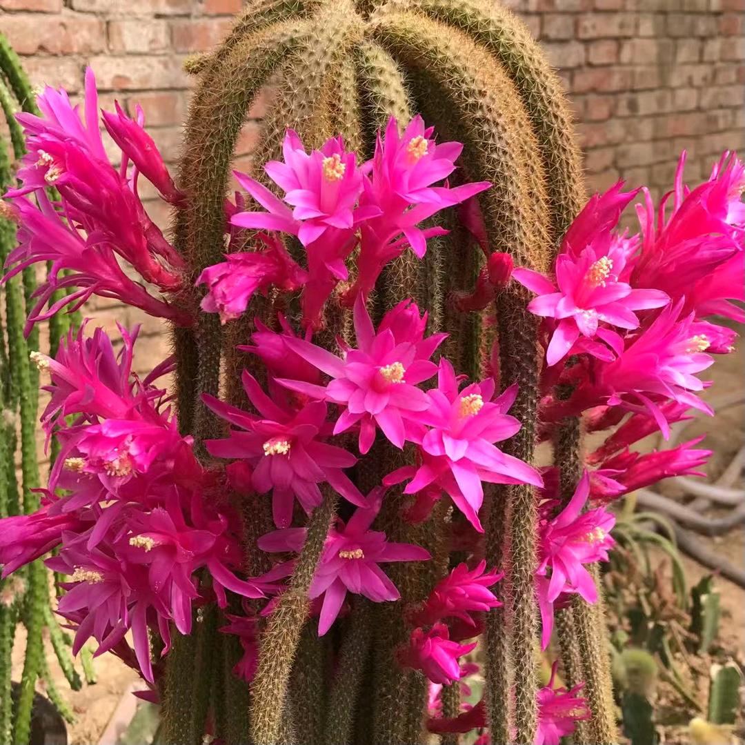 好家花卉园艺店