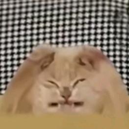 钰妄鲟