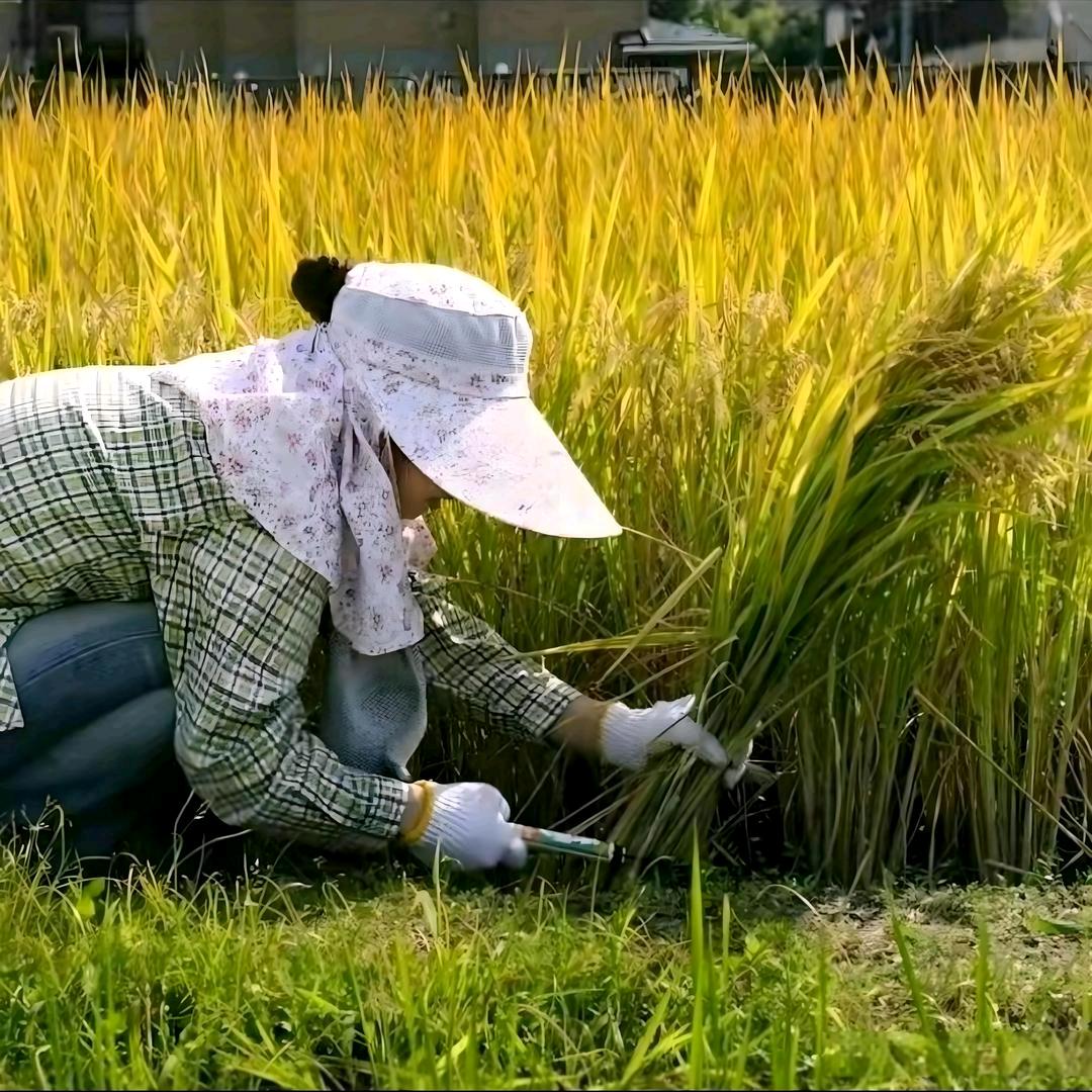 努力姐5