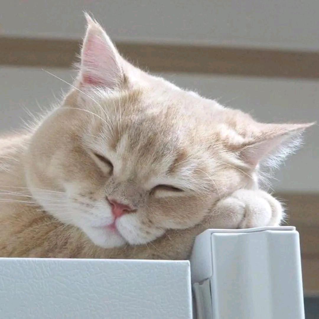 懒猫