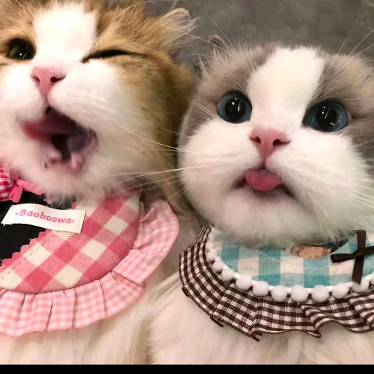 ...........,,,,llkjj